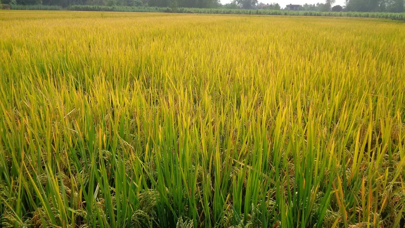 Ripening paddy crop in a field in Punjab